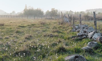 Blommande fält intill gammal stenmur
